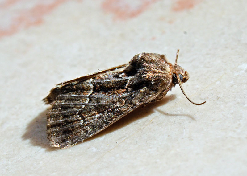 Thalpophila   cf matura